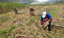 收甘蔗