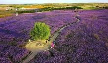 栽种自己的幸福