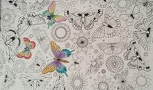 我发现了蝴蝶的秘密