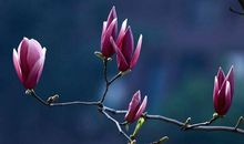 遇见你是我今生最美的秘密