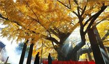 令人陶醉的汉字