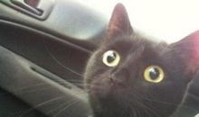 我可是一只绅士猫