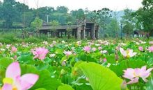 生活充满如水清欢