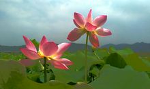 映日荷花别样红