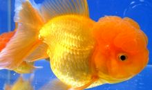 我的小宠物金鱼