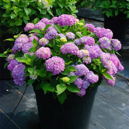 四个季节的院子