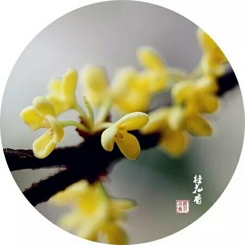 桂花风