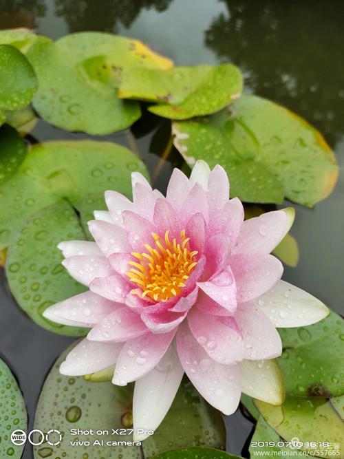 花儿的思想