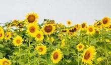 让爱滋润和谐之花