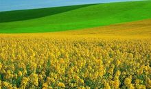 家乡的田野真美