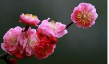 那梅花触动了我