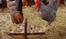 鸡为什么吃石子