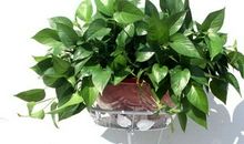 绿萝带给我的启示