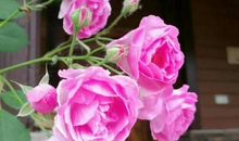 芳香沁心的那一刻