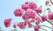 心灵是一棵会开花的树