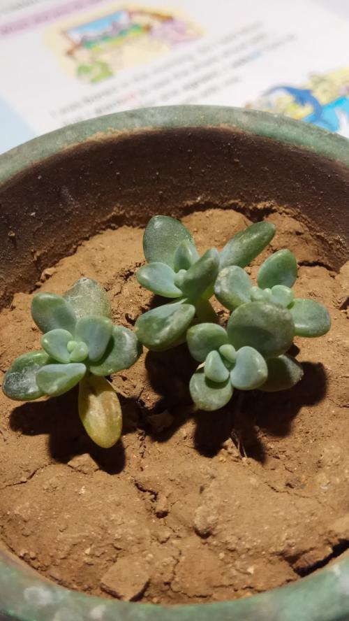 肉质植物观察日记