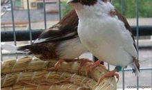 假如我是一只珍珠鸟