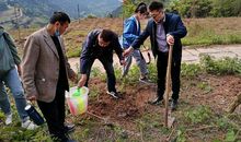 一次有意义的植树活动