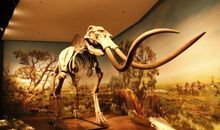 博物馆奇妙之旅