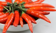 不平凡的辣椒_550字