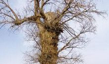 老校区的梧桐树