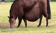 动物界的“老师”