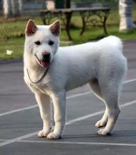 人类幼犬