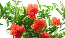 我是一棵石榴树