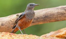 豌豆的成长日记