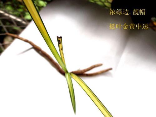 根精神