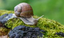 蜗牛成长记