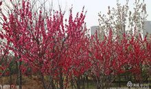 美丽的南环公园