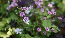 邂逅生命的顽强