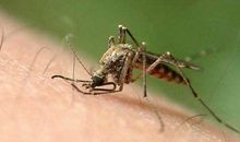 为一只蚊子奋斗