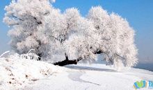 描写吉林市的雾凇作文