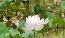 奇妙的植物王国