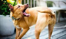 套在人身上的狗套