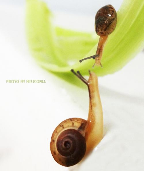 蜗牛历险记