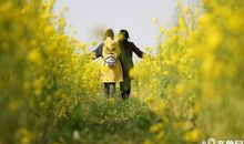 独自绽放的油菜花