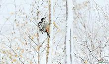 啄木鸟和白桦树