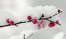 雪中的梅花