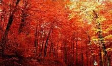 枫叶牵动我的情思