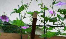 淡淡茶香伴我行