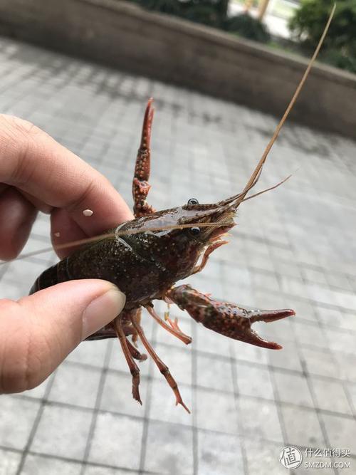 小燕的独白