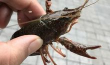 一只小燕的独白