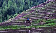 田埂上的梦观后感