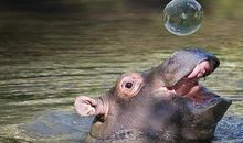 我最想养的动物