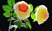 予人玫瑰手有余香