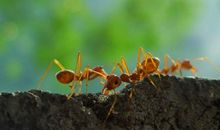 齐心协力的蚂蚁