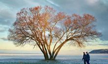 夜晚一棵大树的故事